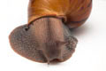 Achatina achatina achatina Nigeria F1 adult